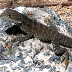 Intellagama lesueurii howittii at Paddys River, ACT - 21 Feb 2019