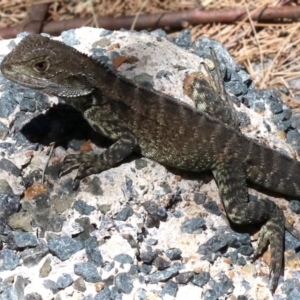 Intellagama lesueurii howittii at Paddys River, ACT - 21 Feb 2019