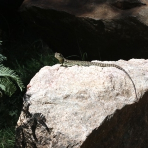 Intellagama lesueurii howittii at Paddys River, ACT - 21 Feb 2019 01:02 PM