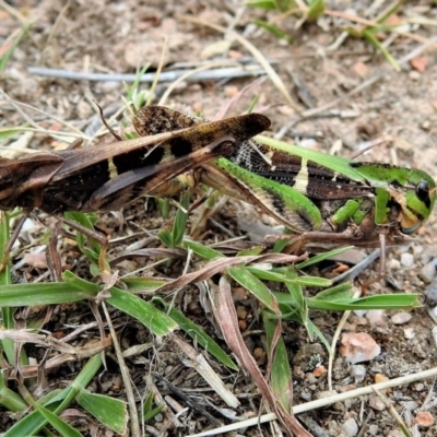 Gastrimargus musicus (Yellow-winged Locust or Grasshopper) at Tennent, ACT - 13 Mar 2019 by JohnBundock