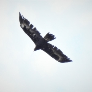 Aquila audax at Tennent, ACT - 13 Mar 2019 01:54 PM