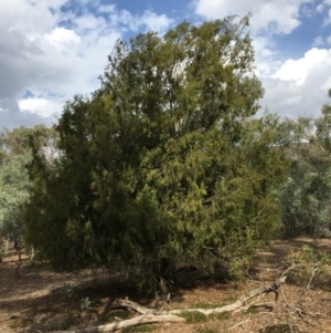 Exocarpos cupressiformis at Ainslie, ACT - 14 Mar 2019 04:34 PM