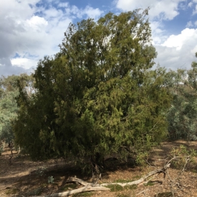 Exocarpos cupressiformis (Cherry Ballart) at Mount Ainslie - 14 Mar 2019 by jb2602