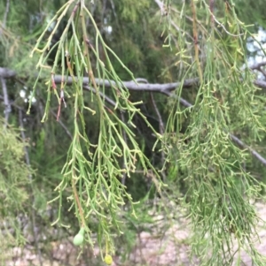 Exocarpos cupressiformis at Ainslie, ACT - 14 Mar 2019 04:34 PM