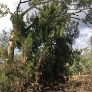 Exocarpos cupressiformis at Ainslie, ACT - 14 Mar 2019 04:29 PM