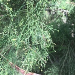 Exocarpos cupressiformis at Ainslie, ACT - 14 Mar 2019