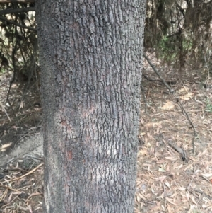 Exocarpos cupressiformis at Ainslie, ACT - 14 Mar 2019