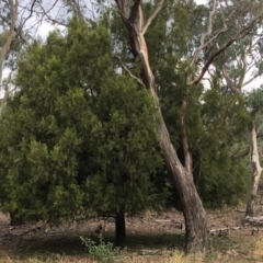 Exocarpos cupressiformis (Cherry Ballart) at Ainslie, ACT - 14 Mar 2019 by jb2602