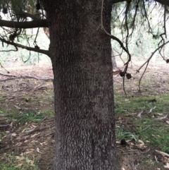 Exocarpos cupressiformis at Ainslie, ACT - 14 Mar 2019 04:22 PM