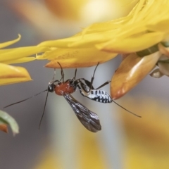 Pristomerus sp. (genus) (An ichneumon wasp) at Acton, ACT - 13 Mar 2019 by WHall