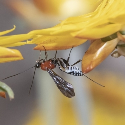 Pristomerus sp. (genus) (An ichneumon wasp) at Acton, ACT - 13 Mar 2019 by WHall