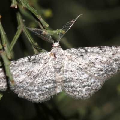 Phelotis cognata (Long-fringed Bark Moth) at Ainslie, ACT - 19 Feb 2019 by jbromilow50