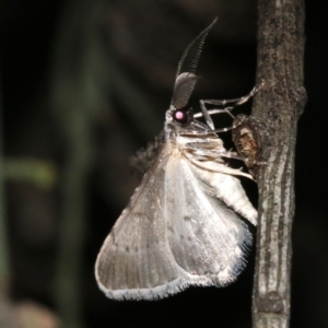 Phelotis cognata at Ainslie, ACT - 19 Feb 2019