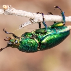 Lamprima aurata (Golden stag beetle) at Tidbinbilla Nature Reserve - 10 Mar 2019 by SWishart