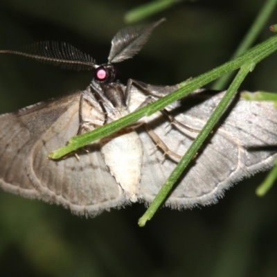 Phelotis cognata (Long-fringed Bark Moth) at Ainslie, ACT - 19 Feb 2019 by jbromilow50