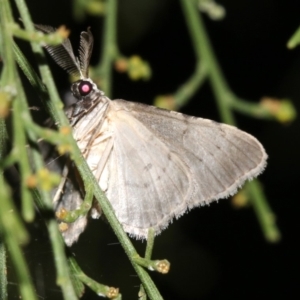 Phelotis cognata at Ainslie, ACT - 19 Feb 2019 09:07 PM