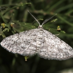 Phelotis cognata at Ainslie, ACT - 19 Feb 2019