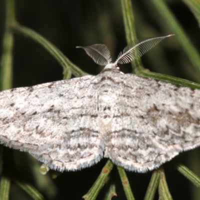 Phelotis cognata (Long-fringed Bark Moth) at Ainslie, ACT - 19 Feb 2019 by jb2602