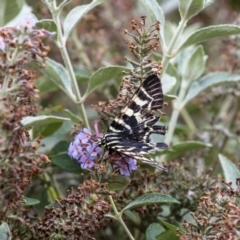 Comocrus behri at Murrumbateman, NSW - 14 Mar 2019