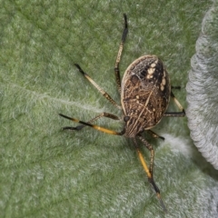 Pentatomidae (family) (Shield or Stink bug) at Acton, ACT - 13 Mar 2019 by WHall