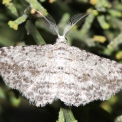 Phelotis cognata (Long-fringed Bark Moth) at Ainslie, ACT - 19 Feb 2019 by jb2602