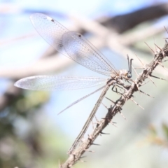 Myrmeleon acer (Myrmeleon Antlion Lacewing) at Ainslie, ACT - 13 Feb 2019 by jbromilow50