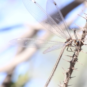 Myrmeleon acer at Ainslie, ACT - 14 Feb 2019