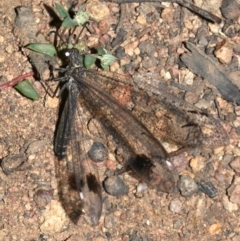 Glenoleon meteoricus at Majura, ACT - 19 Feb 2019