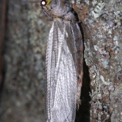 Heoclisis fundata (Antlion lacewing) at Ainslie, ACT - 19 Feb 2019 by jb2602