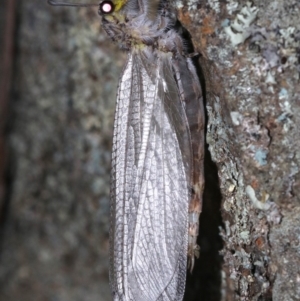 Heoclisis fundata at Ainslie, ACT - 19 Feb 2019