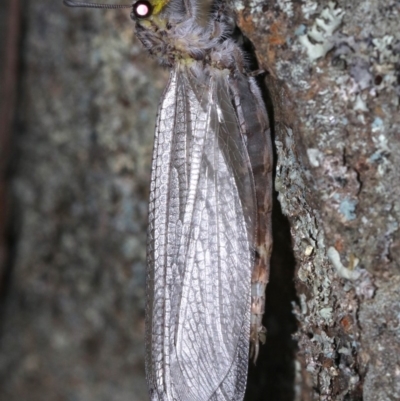 Heoclisis fundata (Antlion lacewing) at Mount Ainslie - 19 Feb 2019 by jb2602