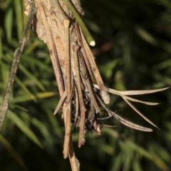 Metura elongatus (Saunders' Case Moth) at Higgins, ACT - 14 Mar 2019 by AlisonMilton