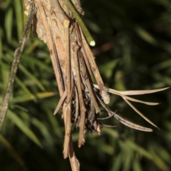 Metura elongatus (Saunders' case moth) at Higgins, ACT - 14 Mar 2019 by AlisonMilton