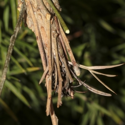 Metura elongatus (Saunders' case moth) at Higgins, ACT - 13 Mar 2019 by AlisonMilton