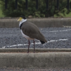 Vanellus miles (Masked Lapwing) at Holt, ACT - 13 Mar 2019 by Alison Milton