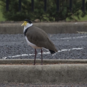 Vanellus miles at Holt, ACT - 14 Mar 2019 07:42 AM