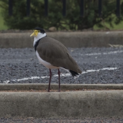 Vanellus miles (Masked Lapwing) at Holt, ACT - 14 Mar 2019 by AlisonMilton