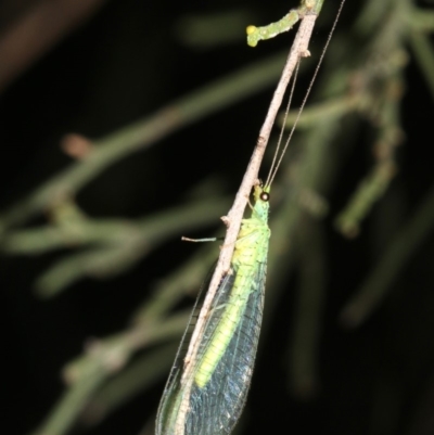 Mallada sp. (genus) (Green lacewing) at Ainslie, ACT - 24 Feb 2019 by jb2602