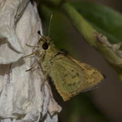 Ocybadistes walkeri (Green Grass-dart) at Higgins, ACT - 14 Mar 2019 by AlisonMilton