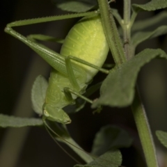 Caedicia sp. (genus) (Katydid) at Higgins, ACT - 14 Mar 2019 by AlisonMilton