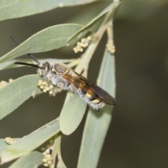 Radumeris tasmaniensis (Yellow Hairy Flower Wasp) at Higgins, ACT - 14 Mar 2019 by AlisonMilton