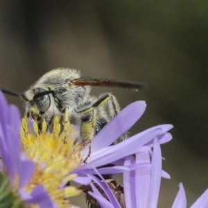 Radumeris tasmaniensis at Higgins, ACT - 14 Mar 2019