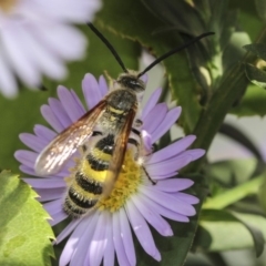 Radumeris tasmaniensis at Higgins, ACT - 14 Mar 2019