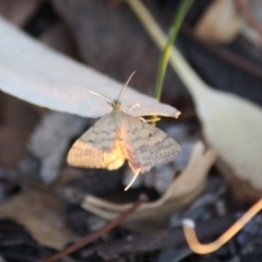 Scopula rubraria (Reddish Wave, Plantain Moth) at Hughes, ACT - 14 Mar 2019 by LisaH