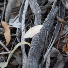 Scopula rubraria at Hughes, ACT - 14 Mar 2019 07:00 PM