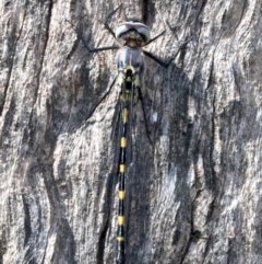 Cordulephya pygmaea (Common Shutwing) at Paddys River, ACT - 21 Feb 2019 by jb2602