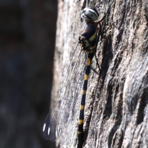 Cordulephya pygmaea at Paddys River, ACT - 21 Feb 2019