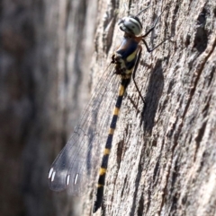 Cordulephya pygmaea at Paddys River, ACT - 21 Feb 2019 01:14 PM