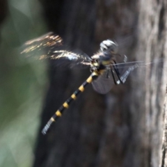 Cordulephya pygmaea at Paddys River, ACT - 21 Feb 2019 01:14 PM