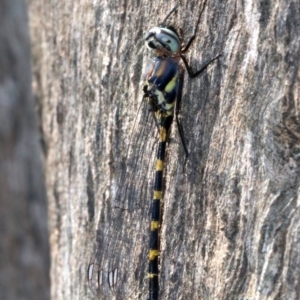 Cordulephya pygmaea at Paddys River, ACT - 21 Feb 2019 01:14 PM